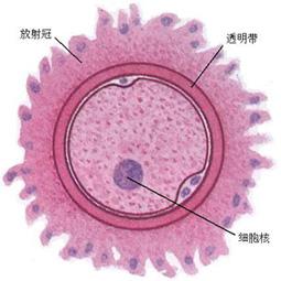 精卵结合着床一定会流血吗