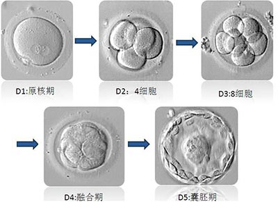 胚胎培养