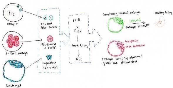 pgs胚胎植入前遗传学筛查的过程